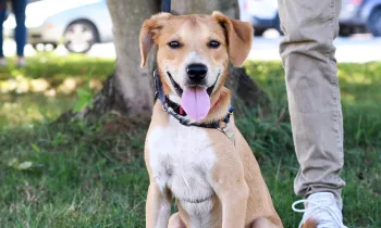 Happy dog at outdoor adoption event