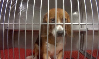 a beagle looks sadly at the camera from inside a metal cage