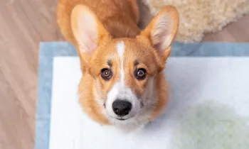 Small corgi looking at photographer on dirty house training pad