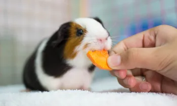 Black white and brown guinea pig in a cage being fed a carrot 