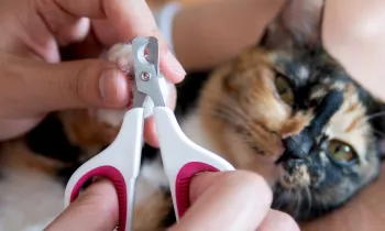 A calico cat calmly allows a person to trim its nails