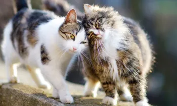 Two outdoor cats, also known as community or feral cats, comfort each other