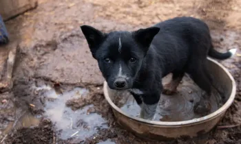 Sad dog standing in a dirty water bowl during New Mexico rescue