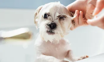 A small dog is washed in the bath tub after being sprayed by a skunk