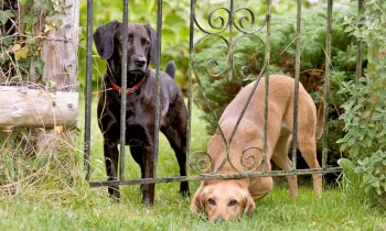 Two bored dogs attempt to escape from under a metal gate