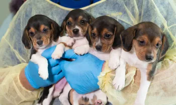 HSUS Animal Rescue Team members and volunteers carry beagles into the organization’s care and rehabilitation center
