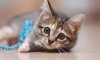 Tabby kitten plays with a piece of string, chasing it down like prey