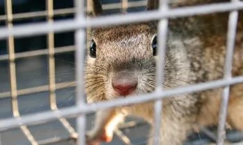 Squirrel in a live trap looking pleadingly at the camera