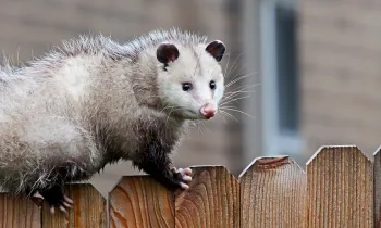 An opossum crawls across a fence to infiltrate the attic