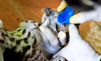 A raptor is cared for by a wildlife rehabilitator