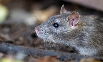 A wild rat pokes its head out from under a piece of wood, sniffing the air