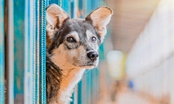 Dog in a local shelter looking for a home