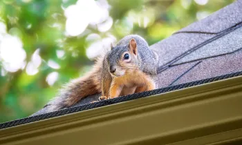 A squirrel infiltrates the attick through the roof