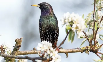 A starling, a bird that is invasive in the US, sits on a branch blooming with white spring blossoms