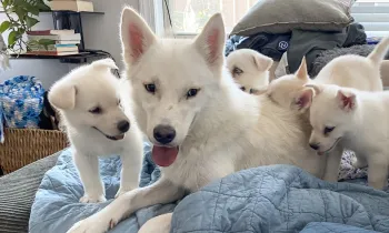 Dorthy the dog on a bed with her puppies