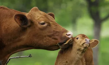 Brown mother cow cleaning baby in green field