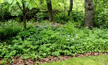 A soft landing below the trees