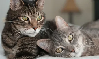 Two cats snuggle up to each other and one looks at the camera