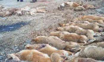 Rows of coyotes to be weighed and counted at wildlife killing contest