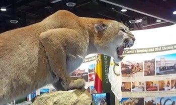 Taxidermy mountain lion posed at convention