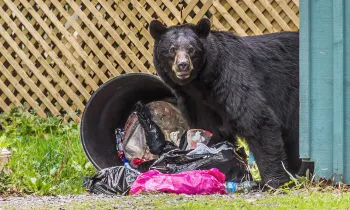 Black bear looking for food in a trash can.