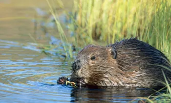 Beaver in the water