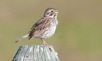 Sparrow on a fence post
