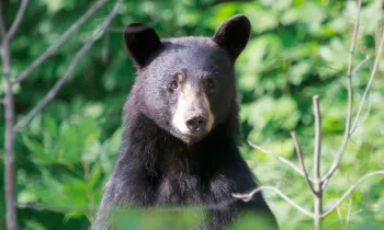 Black bear in the woods
