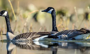 Canada geese swimming in water