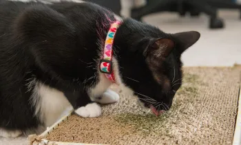 A black and white cat investigates catnip left on a cardboard toy