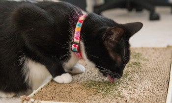 A black and white cat investigates catnip left on a cardboard toy