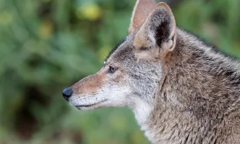 Side profile of a coyote