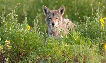 Coyote in a meadow