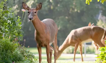Deer in a garden