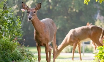 Deer in a garden