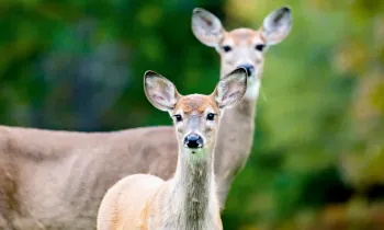 two deer in a yard