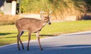 Deer in the road