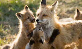 Mother fox nursing several kits