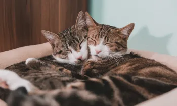 Two cats cuddling on a soft bed with their eyes closed