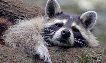 Raccoon lounging in a tree