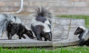 Three skunks on a porch