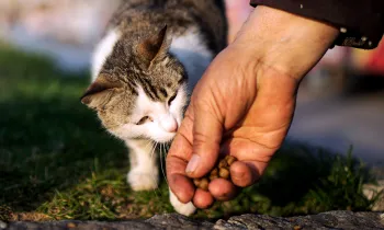 A hand holding dry cat food lures a small cat