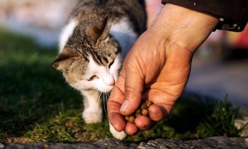 A hand holding dry cat food lures a small cat