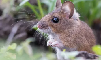 A wild mouse in the grass