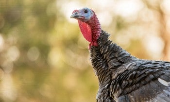 Wild turkey in the woods
