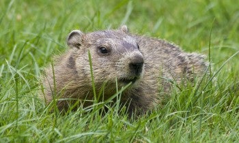 Woodchuck in the grass