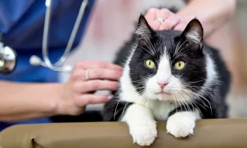 Black and white cat being checked out by a veternarian