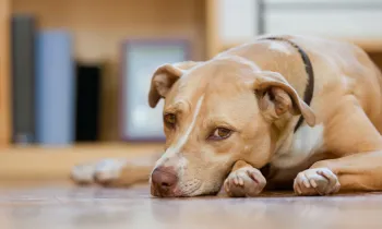 A tan dog lays on the ground looking sad