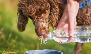 Dog drinking water from a water bottle