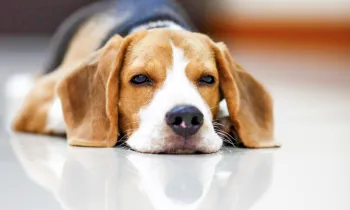 Beagle dog laying on the floor